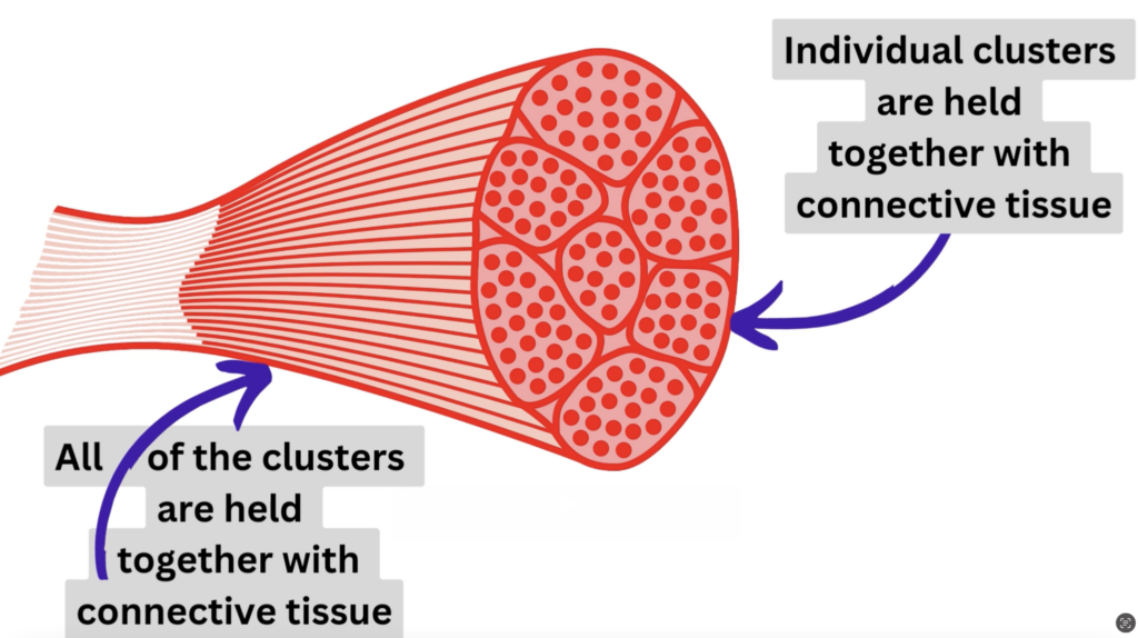 An image of a muscle depicting the fascia that is around the muscle as well as surrounding the smaller clusters within the muscle